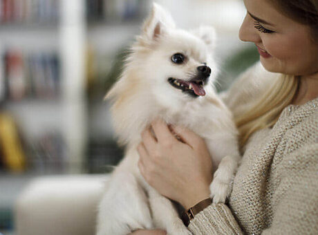 3x alternatieven voor die hondendeken voor op de bank