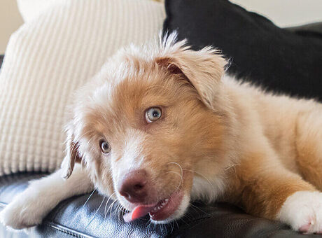 Een hond die de bank likt? Zo stopt het