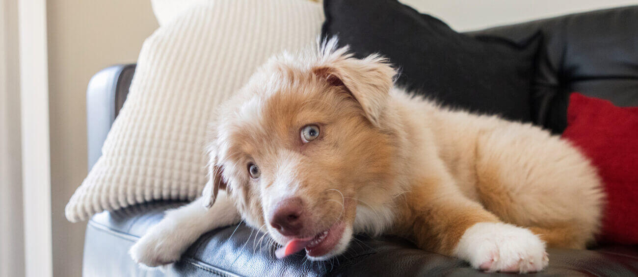 Een hond die de bank likt? Zo stopt het