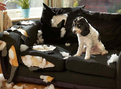 Sloopt jouw hond de bank? Dit doe je ertegen
