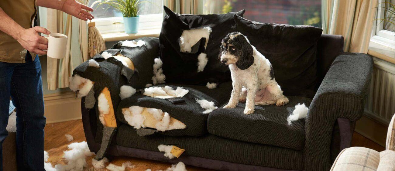 Sloopt jouw hond de bank? Dit doe je ertegen