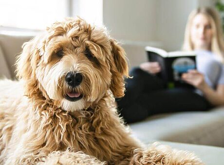 Kat of hond aanschaffen? Denk aan een huisdierbestendige bank