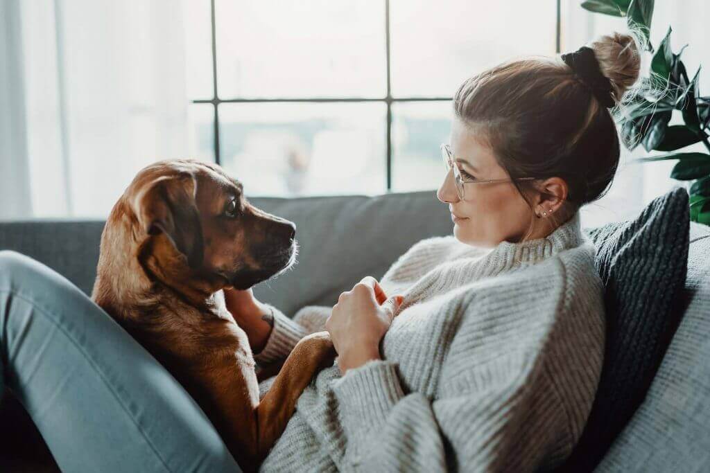 Hund liegt ruhig auf dem Sofa