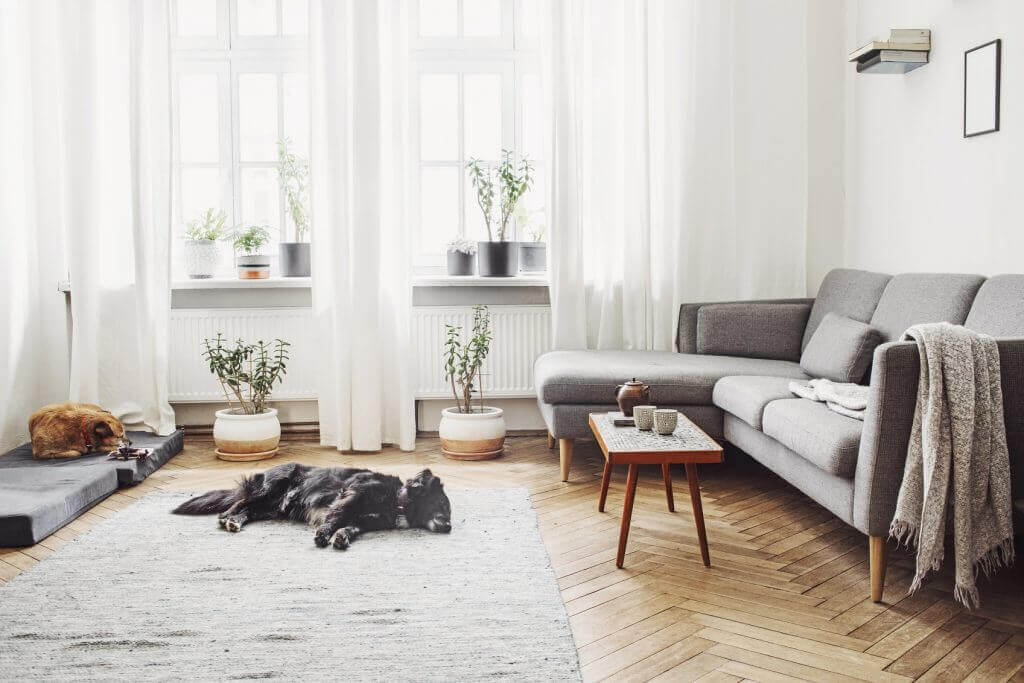 Hundefreundliches Sofa im Wohnzimmer auswaehlen