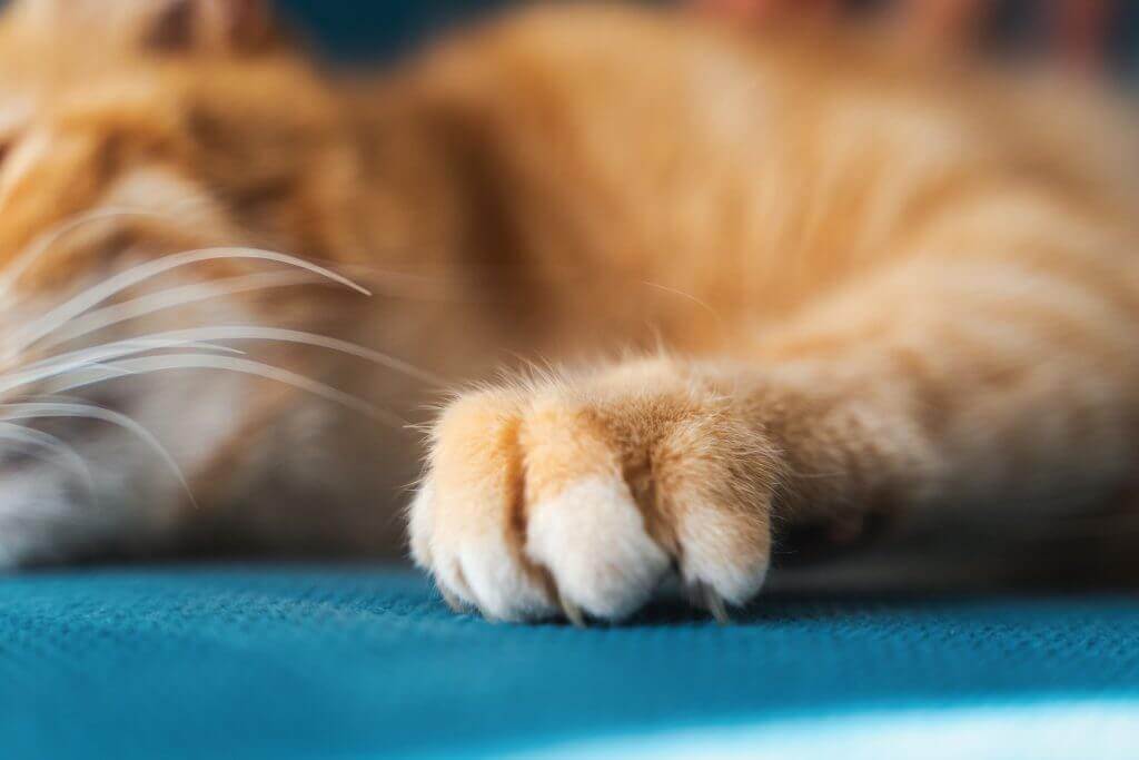 Sofa vor Katzen schützen: Katze kratzt am Sofa