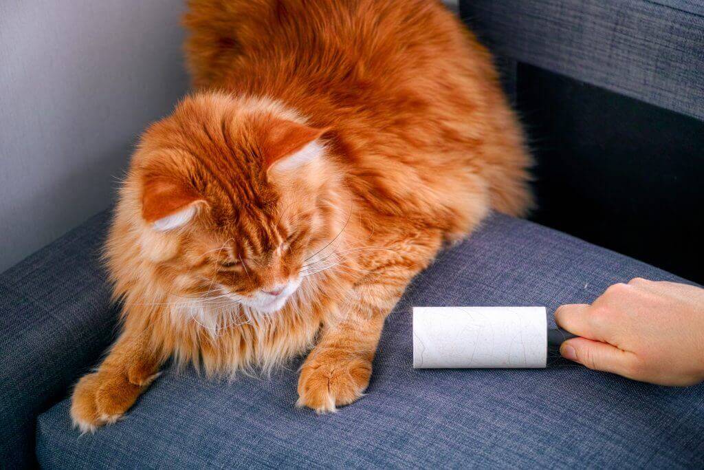 Canapé réparé avec un chat dans le salon