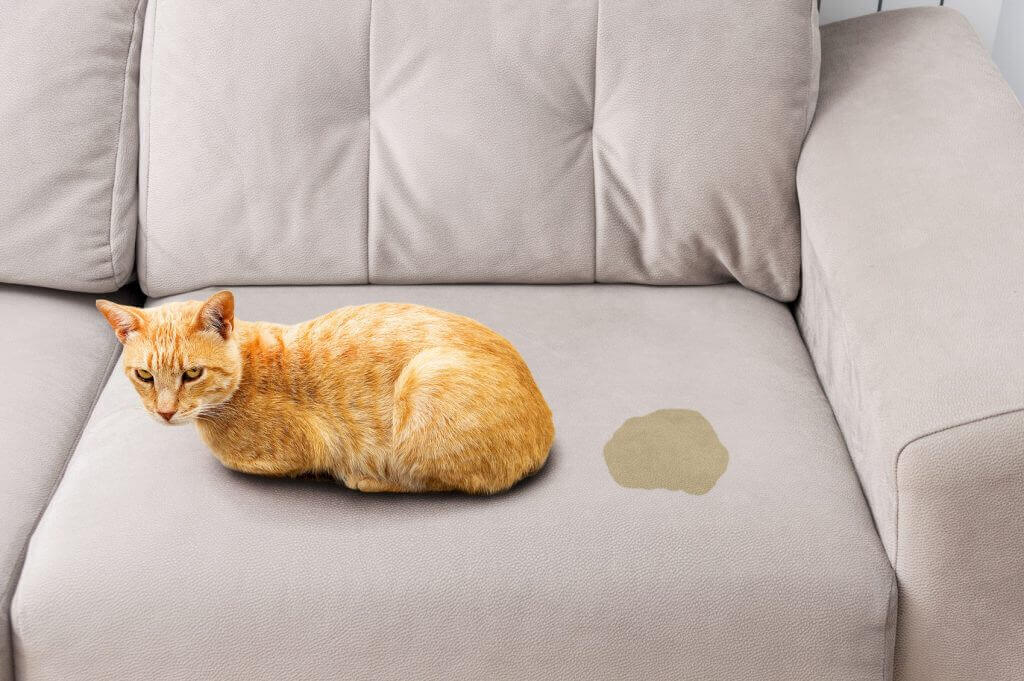 Chat qui urine sur le canapé : chat sur un canapé