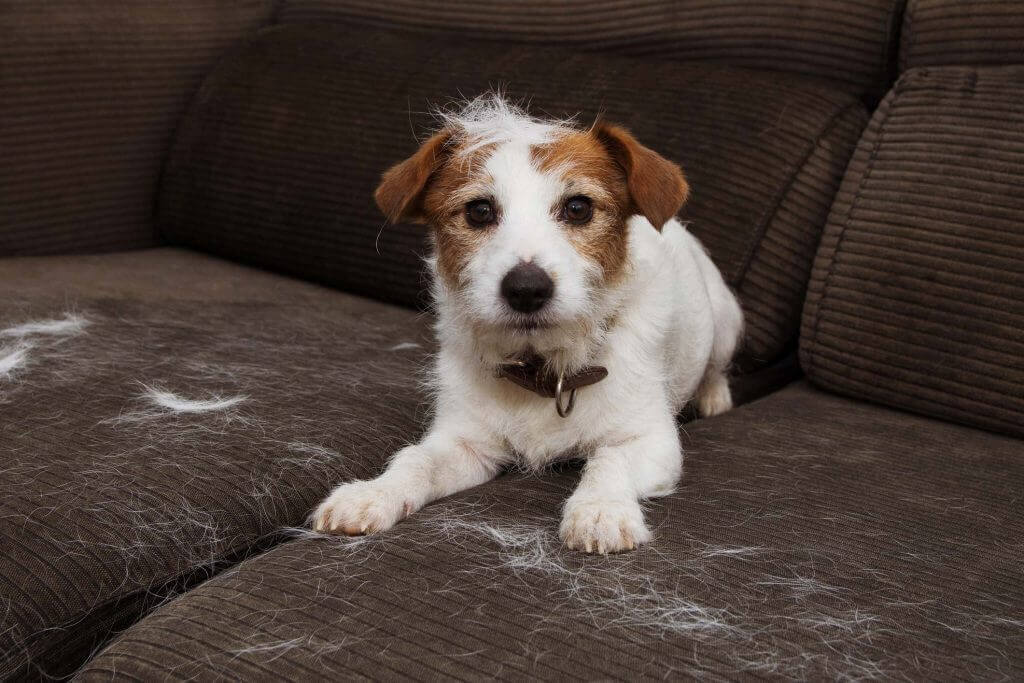Chien qui détruit le canapé : chien sur un canapé