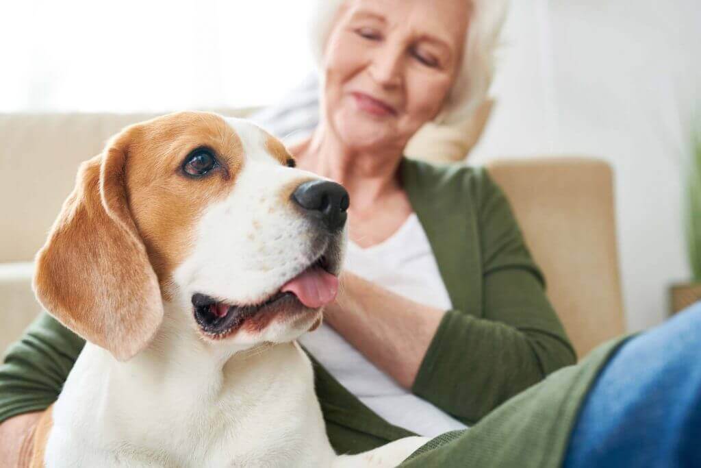 Chien qui lèche le canapé : chien sur un canapé