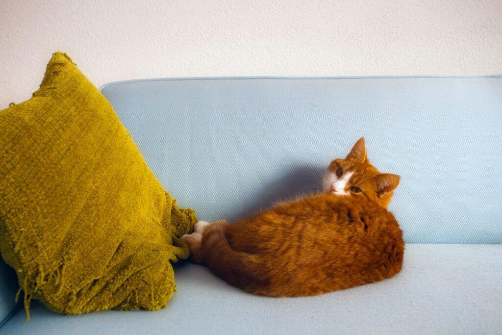 Chat sur un canapé au tissu résistant aux griffes