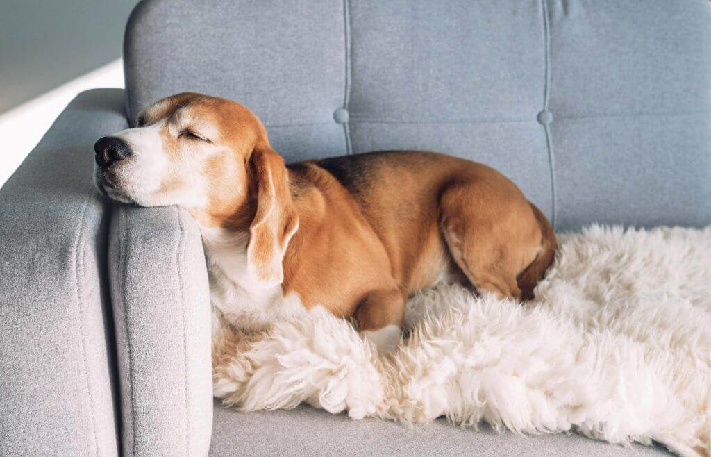 Chien sur un canapé au tissu adapté, sans couverture